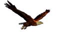 Veranstaltungsbild Natur und Jagd